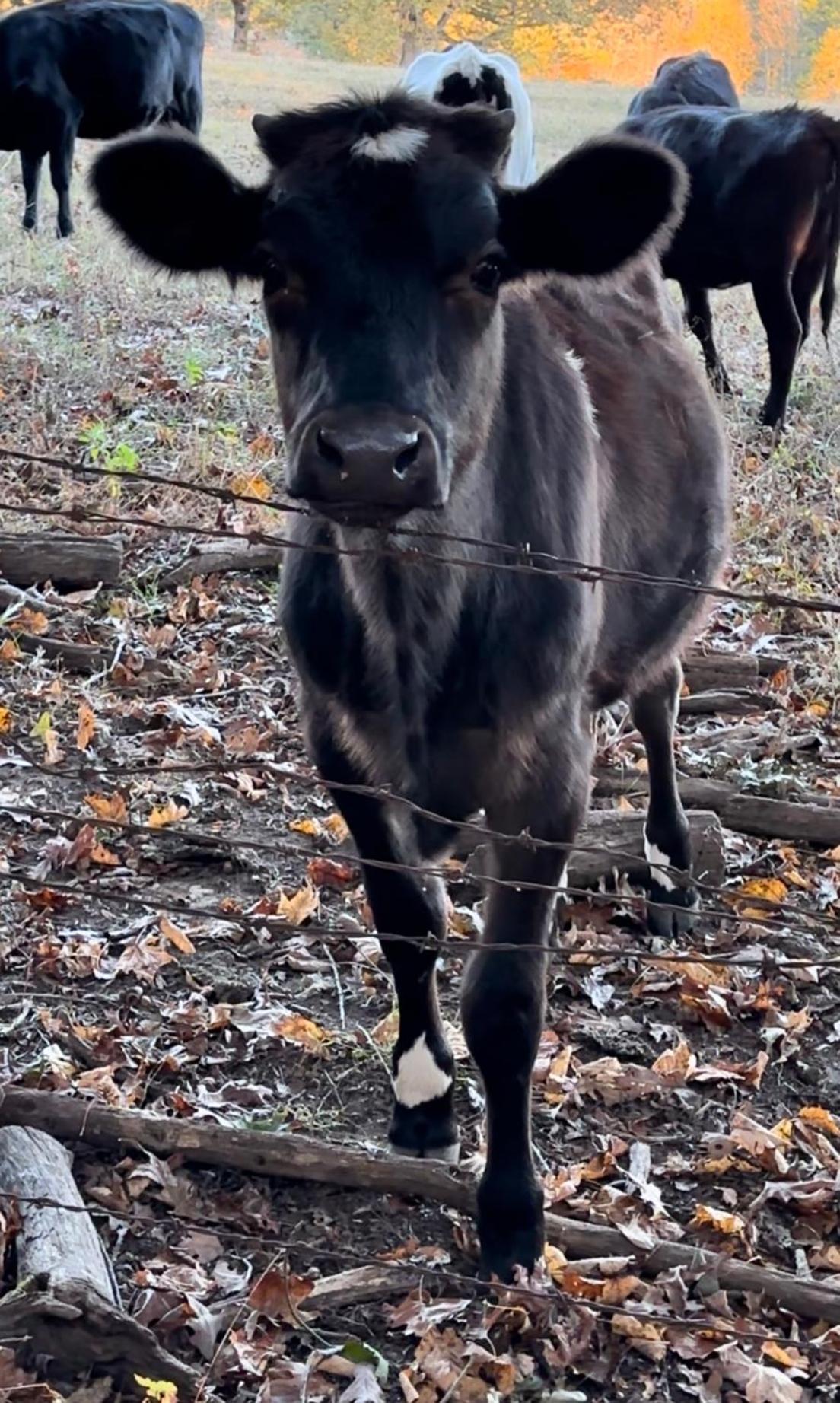 Appalachian Mountain Cabin-Updated-Private-Rafting On Ocoee River-Hiking-Waterfalls-Wifi-Pets Ok Murphy Extérieur photo